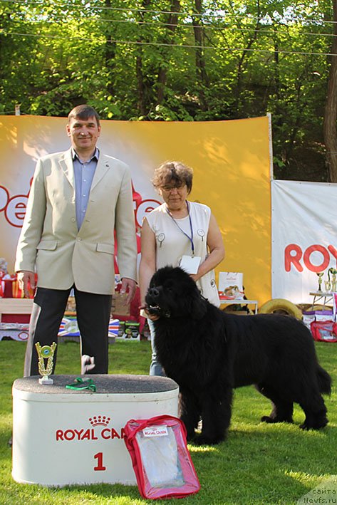 Фото: ньюфаундленд Zhorzh s Berega Dona (Жорж с Берега Дона)