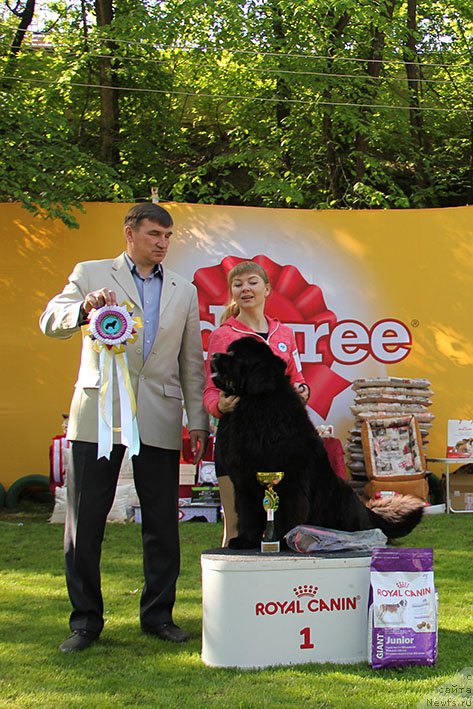Фото: ньюфаундленд Laura s Berega Dona (Лаура с Берега Дона)