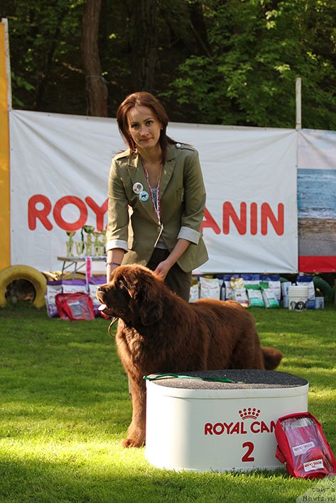 Фото: ньюфаундленд Lilu s Berega Dona (Лилу с Берега Дона)