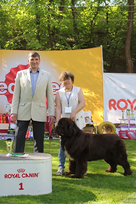 Фото: ньюфаундленд Gospozha Udacha s Berega Dona (Госпожа Удача с Берега Дона)