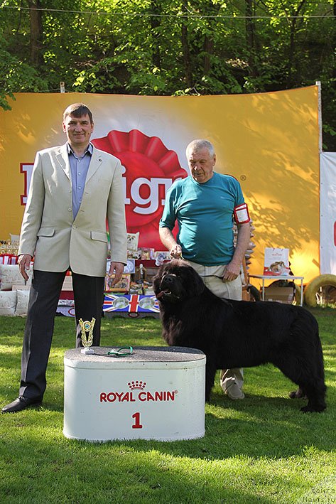 Фото: ньюфаундленд Zhorzhetta s Berega Dona (Жоржетта с Берега Дона)