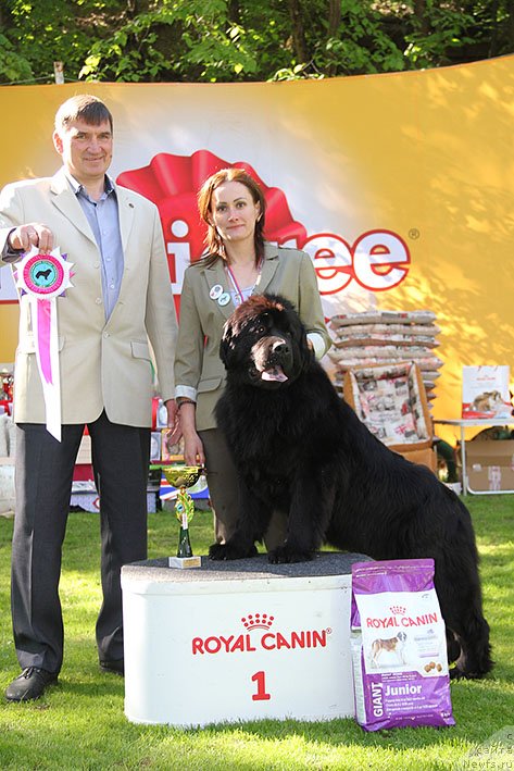 Фото: ньюфаундленд Zhanetta s Berega Dona (Жанетта с Берега Дона)