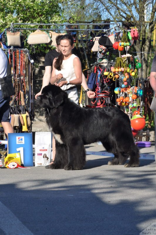 Фото: ньюфаундленд Beguschaya po Volnam Сhart Topper (Бегущая по Волнам Чарт Топпер)
