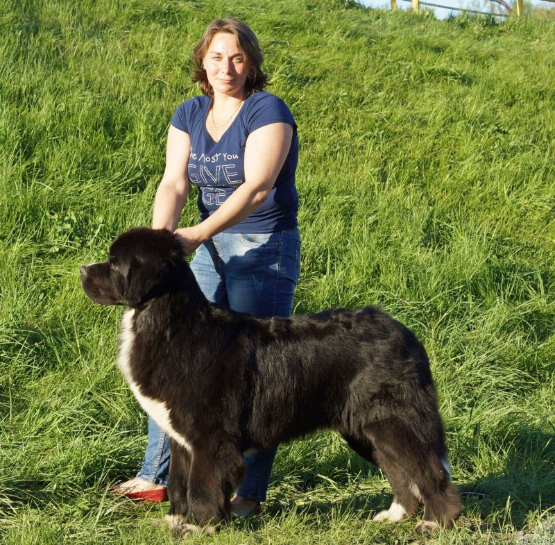 Фото: ньюфаундленд Piternyuf DJ Chaos (Питерньюф Ди Джей Хаос)