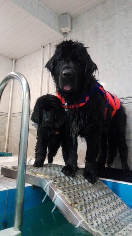 Фото: ньюфаундленд My Frend Newfy' Abigail Miss Churchill, ньюфаундленд Perl of Sia Dips Jizel' (Перл оф Сиа Дипс Жизель)