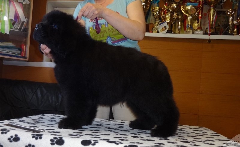 Фотография № 235807