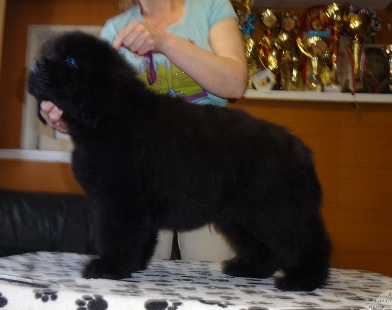 Фотография № 235808