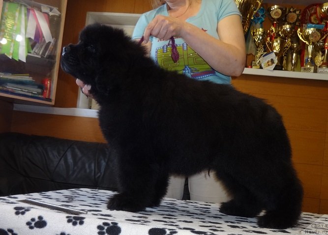 Фотография № 235809