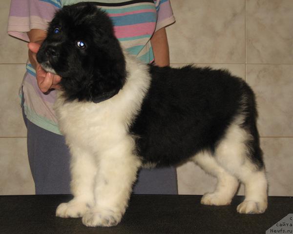 Фото: ньюфаундленд Nahodka Dlya Dushi s Berega Dona (Находка Для Души с Берега Дона)