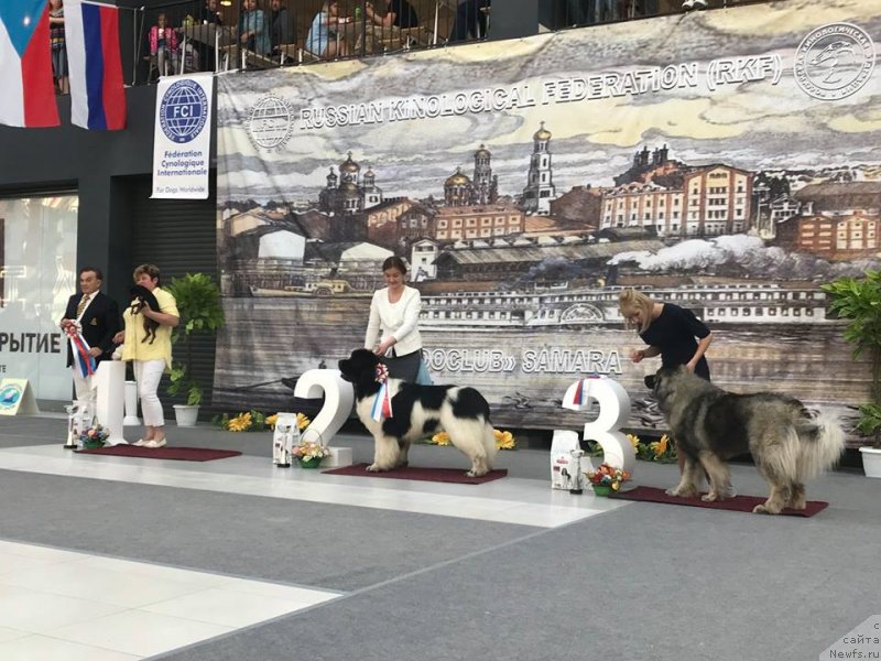 Фото: ньюфаундленд Oukaya Forever Le Grand Ami for-Akvian Song