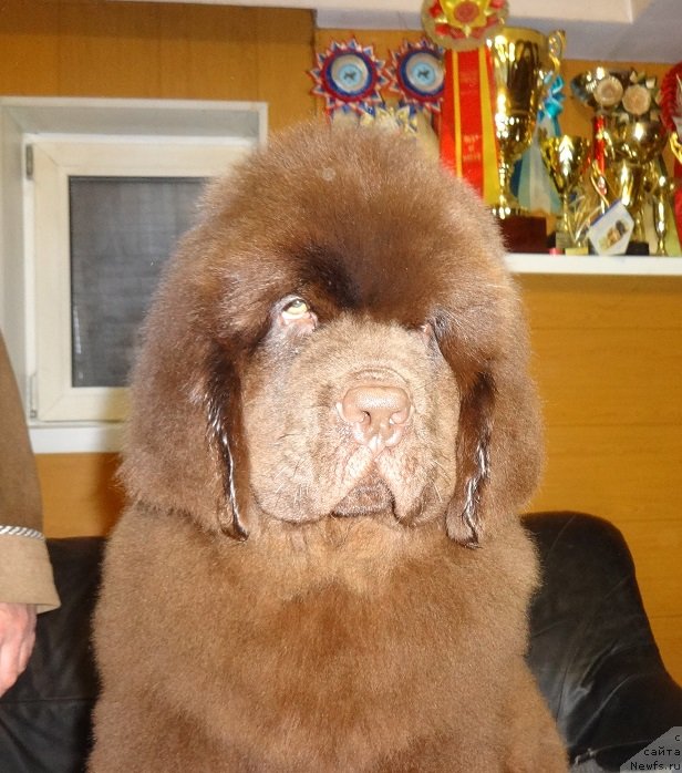 Фото: ньюфаундленд N'yufort Millenium (Ньюфорт Миллениум)