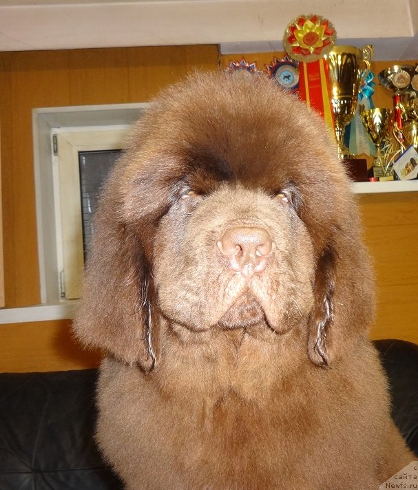 Фото: ньюфаундленд N'yufort Millenium (Ньюфорт Миллениум)