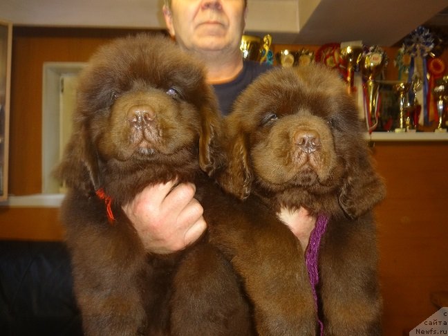 Фото: ньюфаундленд Njufort Maclaren (Ньюфорт Макларен)