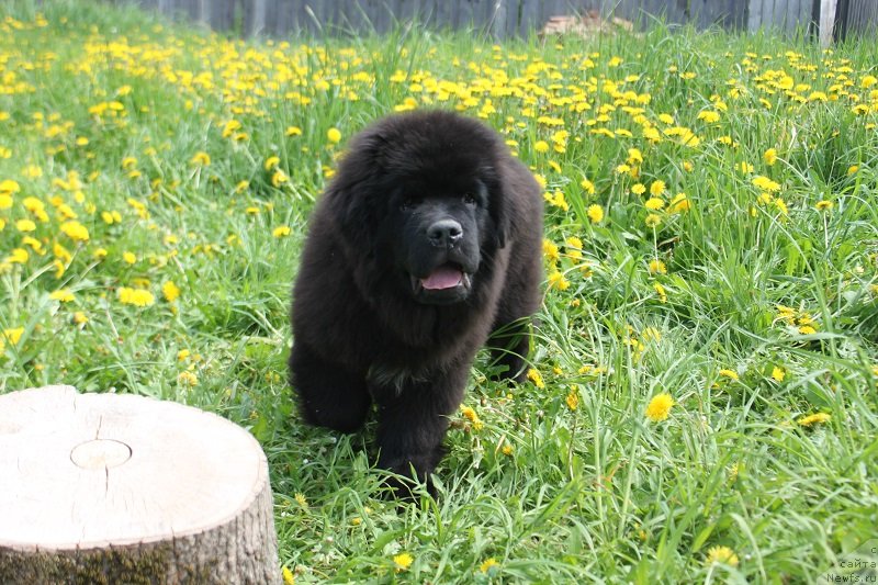 Фотография № 235826