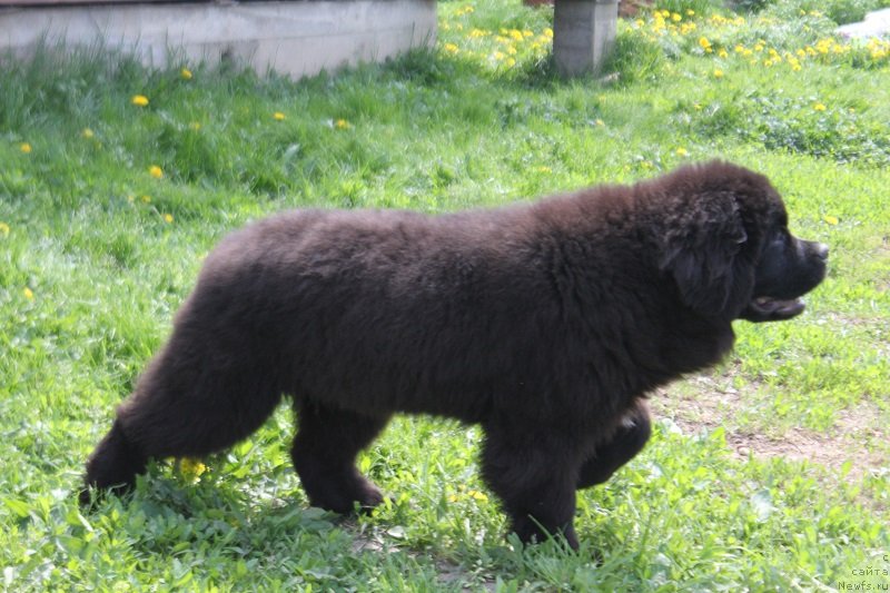 Фото: Терра Виктория Найт Дрим
