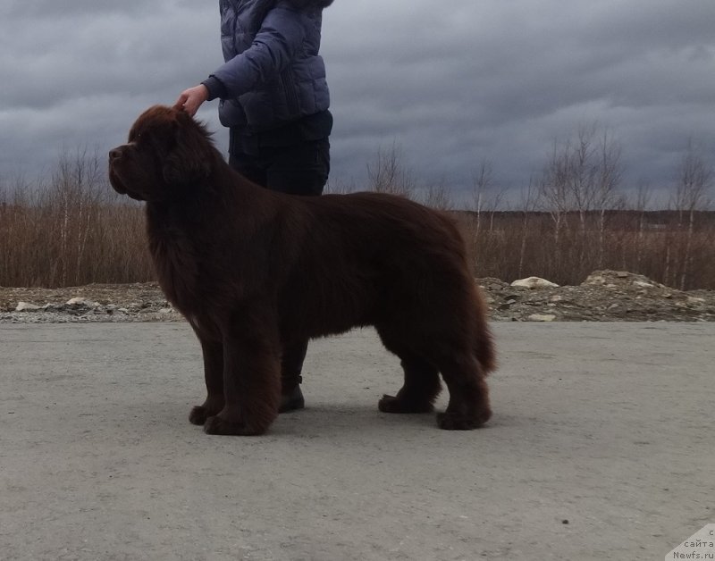 Фото: ньюфаундленд Funnewf Avalon (Фанньюф Авалон)