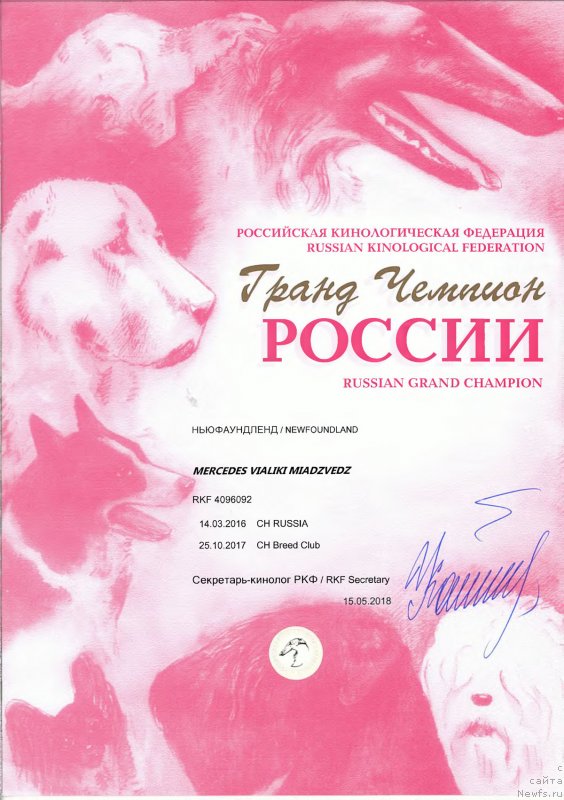 Фото: ньюфаундленд Mercedes Vialiki Miadzvedz (Мерседес Вялiкi Мядзведзь)