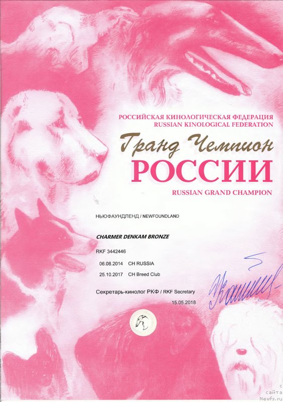 Фото: ньюфаундленд Charmer Denkam Bronze (Чармер Денкам Бронз)