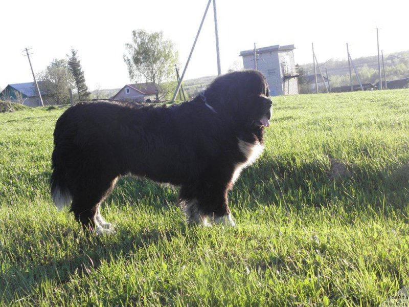 Фотография № 235833