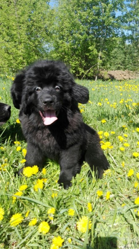 Фото: ньюфаундленд Perl of Sia Dips Jizel' (Перл оф Сиа Дипс Жизель)