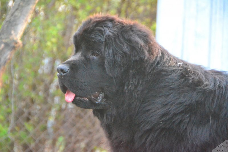 Фото: ньюфаундленд Talisman Morya Izumrudnaya Volna (Талисман Моря Изумрудная Волна)