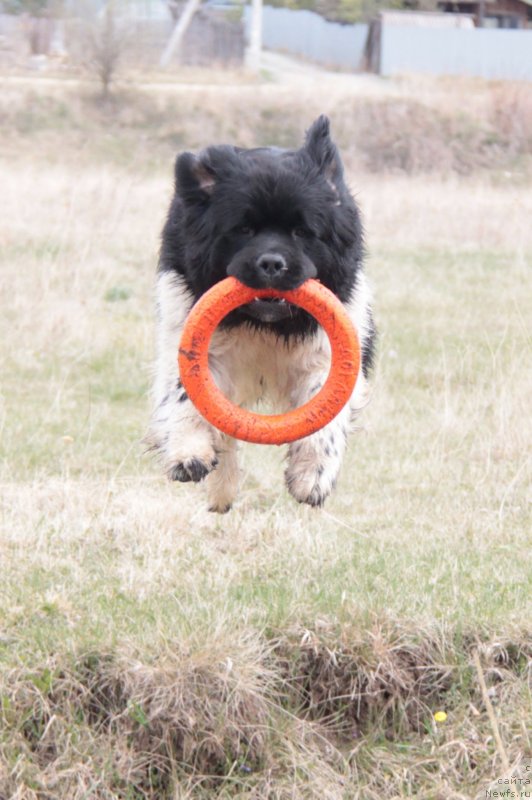Фото: ньюфаундленд Akvian Song Sanshayn (Аквиан Сонг Саншайн)