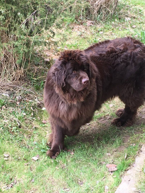 Фото: ньюфаундленд Brownblood MSK Darley Rinna (Браунблад МСК Дарли Ринна)