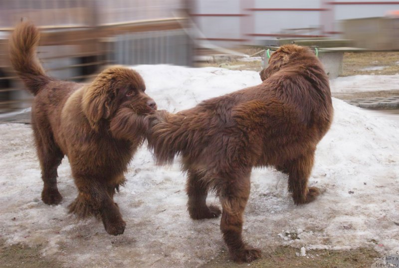 Фото: ньюфаундленд Braunblad MSK Daymond Maks (Браунблад МСК Даймонд Макс), ньюфаундленд Brownblood MSK Darlina Joy (Браунблад МСК Дарлина Джой)