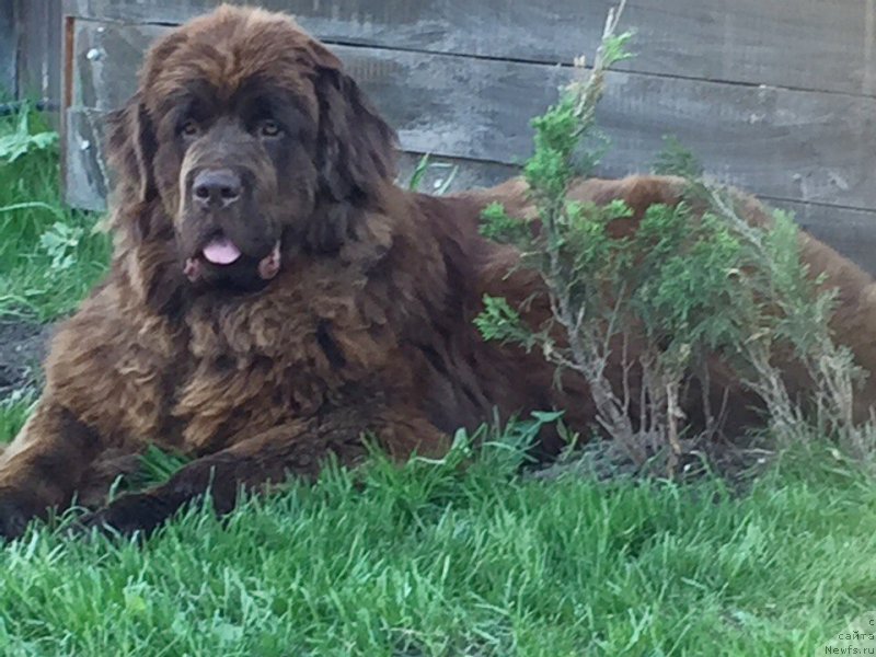 Фото: ньюфаундленд Braunblad MSK Donna Goldi (Браунблад МСК Донна Голди)