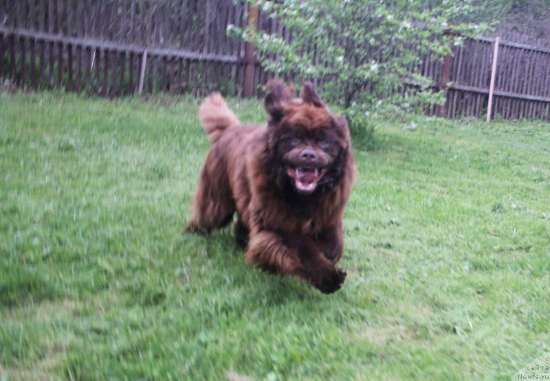 Фото: ньюфаундленд Braunblad MSK Dvayt Garnet (Браунблад МСК Двайт Гарнет)