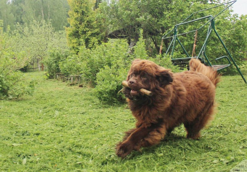 Фото: ньюфаундленд Braunblad MSK Dvayt Garnet (Браунблад МСК Двайт Гарнет)