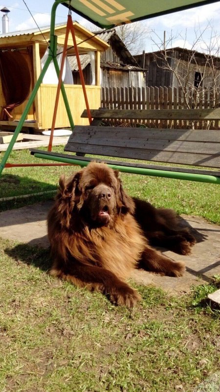 Фото: ньюфаундленд Braunblad MSK Sidni Svitin Sanlayt (Браунблад МСК Сидни Свитин Санлайт)