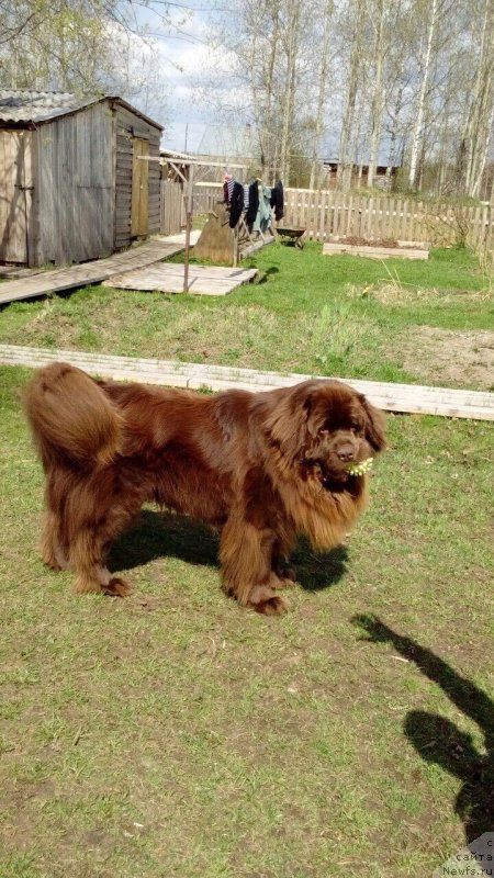 Фото: ньюфаундленд Braunblad MSK Sidni Svitin Sanlayt (Браунблад МСК Сидни Свитин Санлайт)