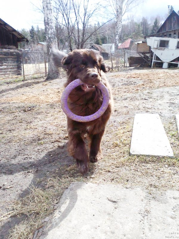 Фото: ньюфаундленд Brownblood MSK Drimi Ein (Браунблад МСК Дрими Эйн)