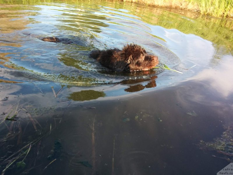 Фото: ньюфаундленд Brownblood MSK Drimi Ein (Браунблад МСК Дрими Эйн)