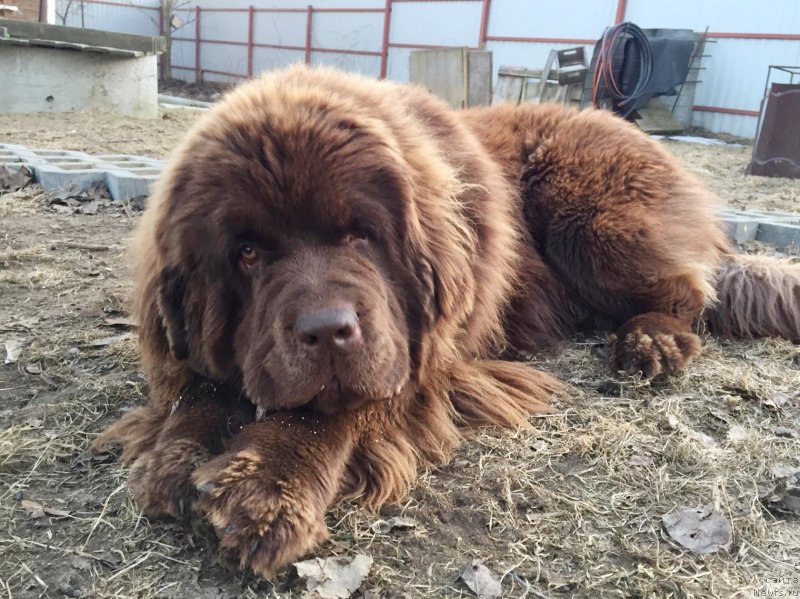 Фото: ньюфаундленд Braunblad MSK Daymond Maks (Браунблад МСК Даймонд Макс)