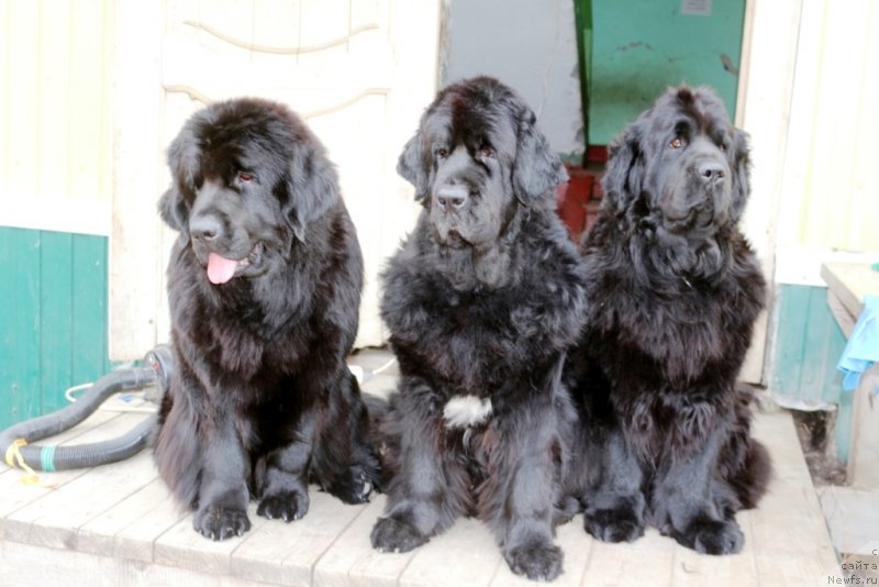 Фото: Элли, ньюфаундленд Neretum Tribe Xagrid, ньюфаундленд Anabelle Kvin of zye Mountayns (Анабелле Квин оф зэ Моунтайнс)