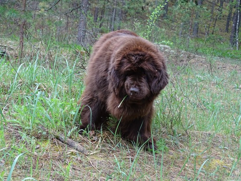 Фотография № 235895