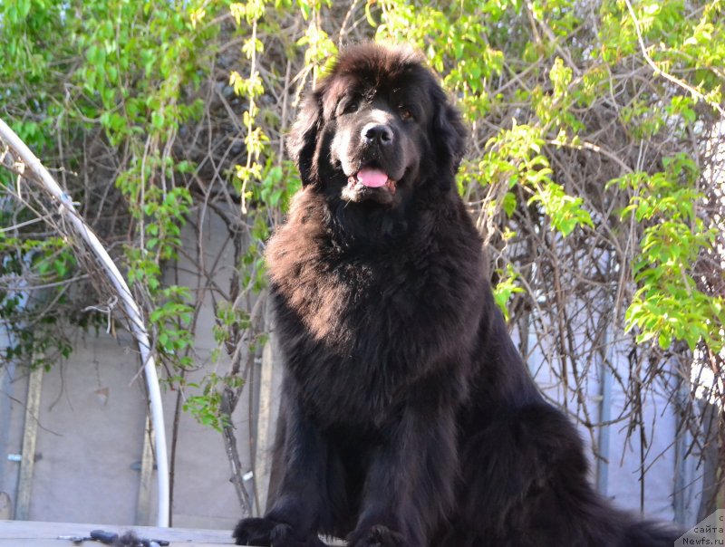 Фото: ньюфаундленд Talisman Morya Magiya Voln (Талисман Моря Магия Волн)