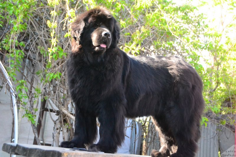 Фото: ньюфаундленд Talisman Morya Magiya Voln (Талисман Моря Магия Волн)