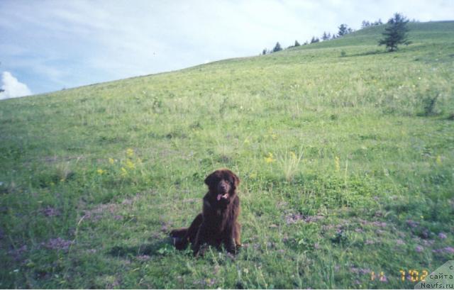 Фото: ньюфаундленд Lastochka iz Medvejyego Yara (Ласточка из Медвежьего Яра)
