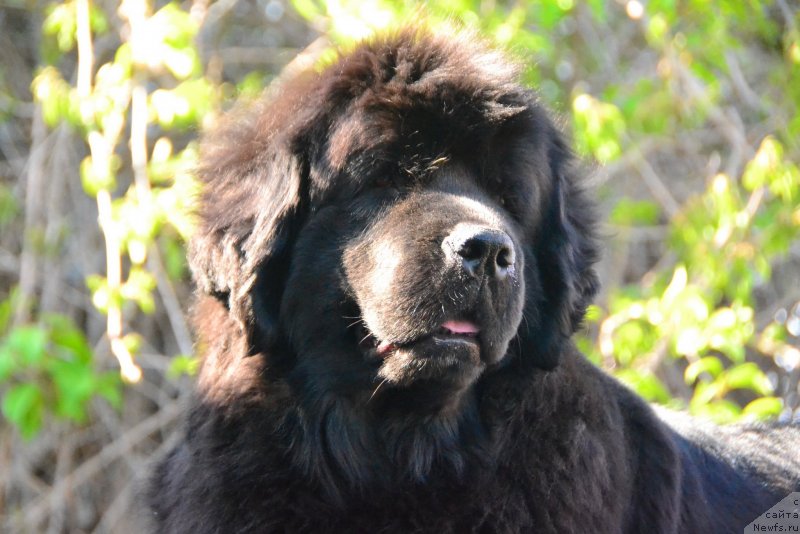 Фото: ньюфаундленд Talisman Morya Magiya Voln (Талисман Моря Магия Волн)