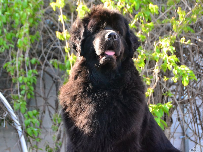 Фото: ньюфаундленд Talisman Morya Magiya Voln (Талисман Моря Магия Волн)