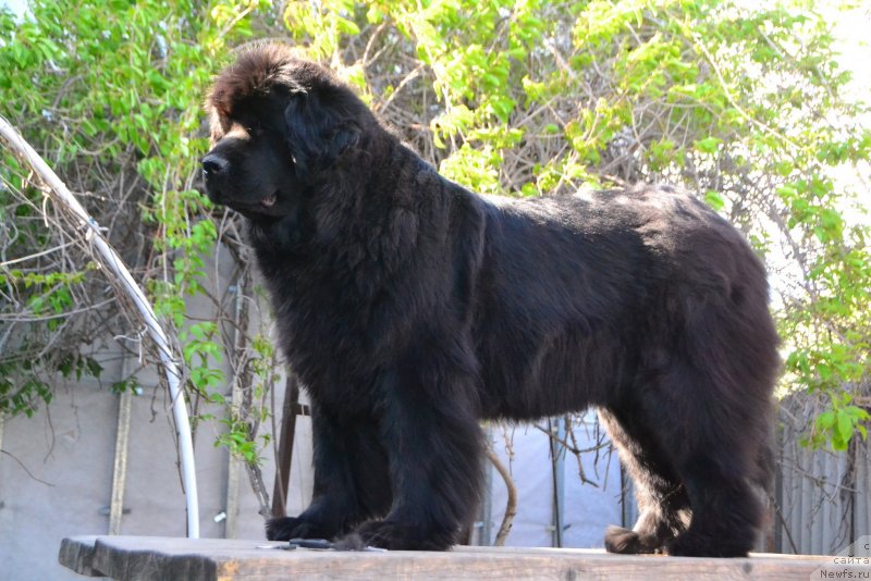 Фото: ньюфаундленд Talisman Morya Magiya Voln (Талисман Моря Магия Волн)