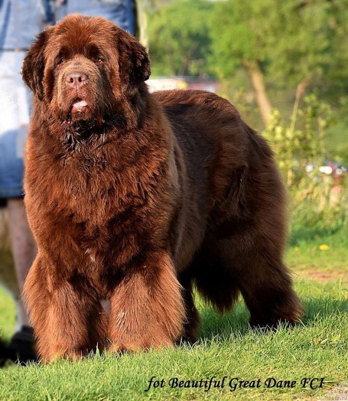 Фото: ньюфаундленд Brownblood MSK Armata Loyar Aid (Браунблад МСК Армата Лойар Аид)