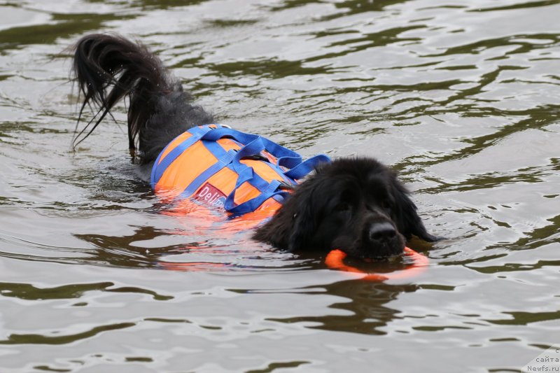 Фото: ньюфаундленд My Frend Newfy' Abigail Miss Churchill