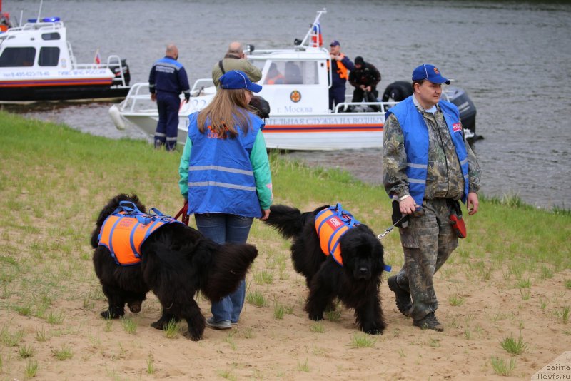 Фото: Леонид, ньюфаундленд Sent Djons Larel Leolanda (Сент Джонс Ларель Леоланда), Tat'yana Rozanova (Татьяна Розанова), ньюфаундленд Njufort Amanda Blum (Ньюфорт Аманда Блум)