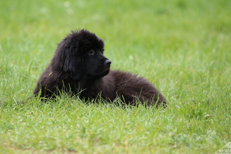 Фото: ньюфаундленд Perl of Sia Dips Jizel' (Перл оф Сиа Дипс Жизель)