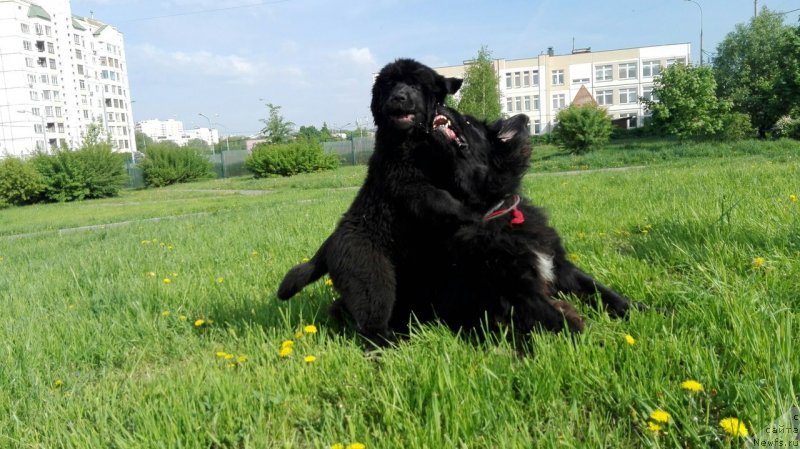 Фото: ньюфаундленд My Frend Newfy' Abigail Miss Churchill, ньюфаундленд Perl of Sia Dips Jizel' (Перл оф Сиа Дипс Жизель)