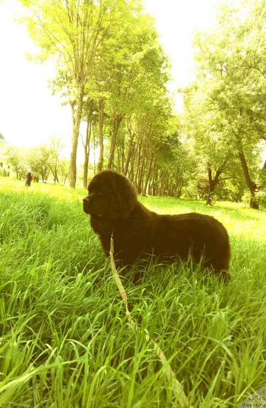 Фото: ньюфаундленд Belkonder-Klab Marsel'eza (Белкондер-Клаб Марсельеза)